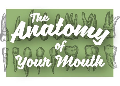 The anatomy of your mouth